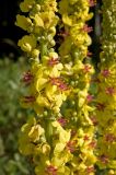 Verbascum nigrum