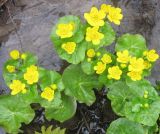 Caltha palustris