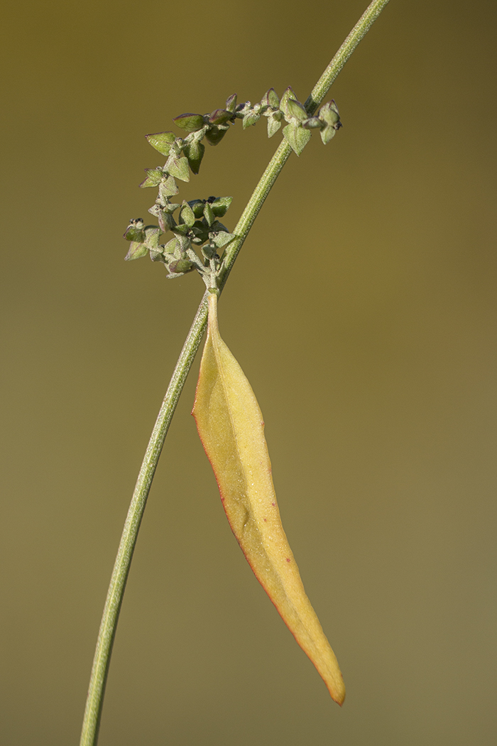 Image of Atriplex sagittata specimen.