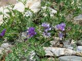 Vicia olchonensis. Цветущее растение. Иркутская обл., Иркутский р-н, ур. Ушканья падь, берег оз. Байкал, галечник. 30.05.2018.