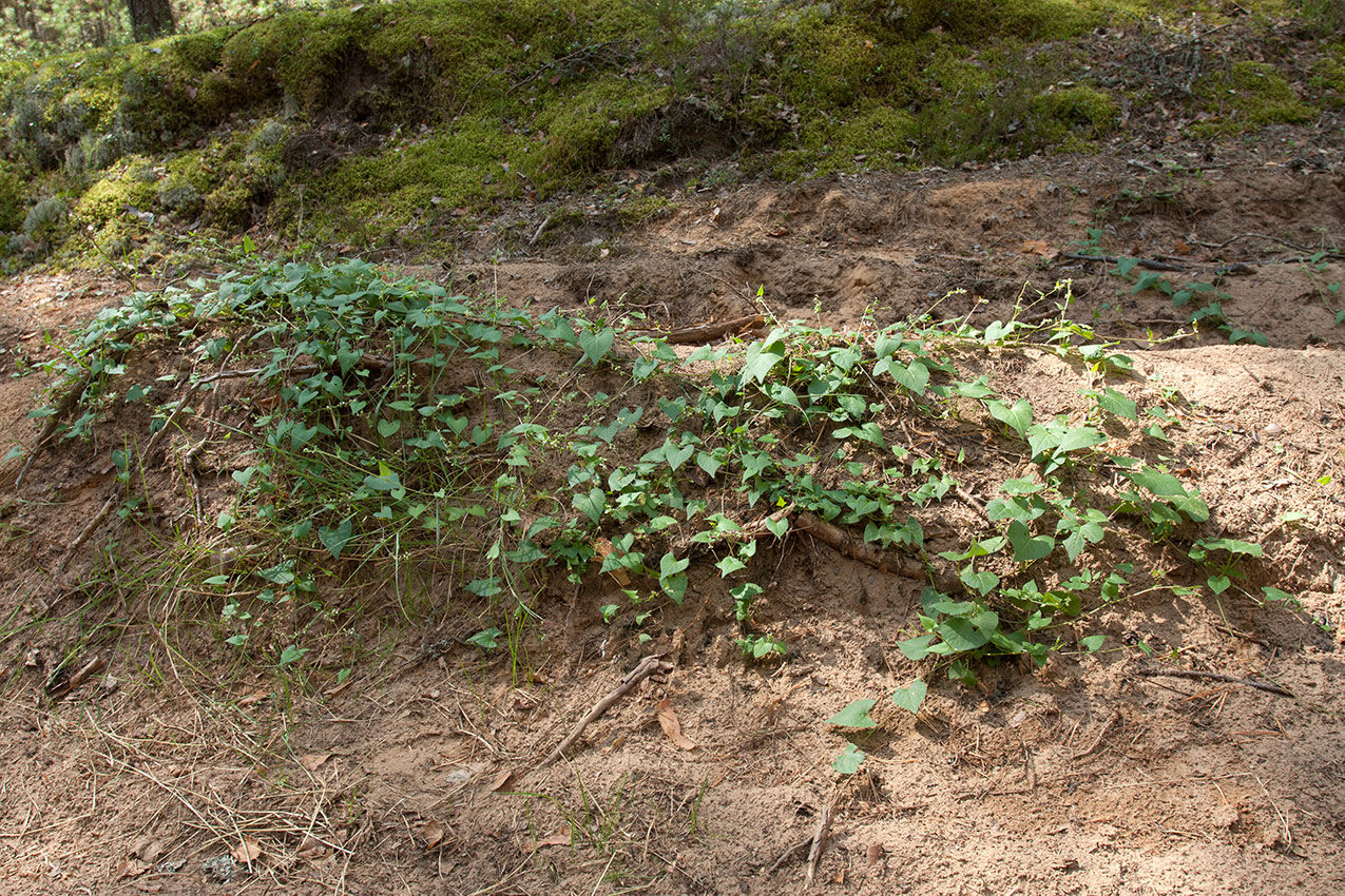 Изображение особи Fallopia convolvulus.