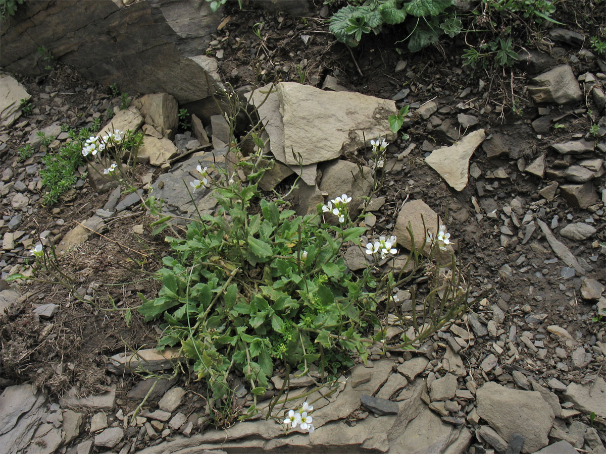 Изображение особи Arabis alpina.