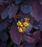 Berberis × ottawensis