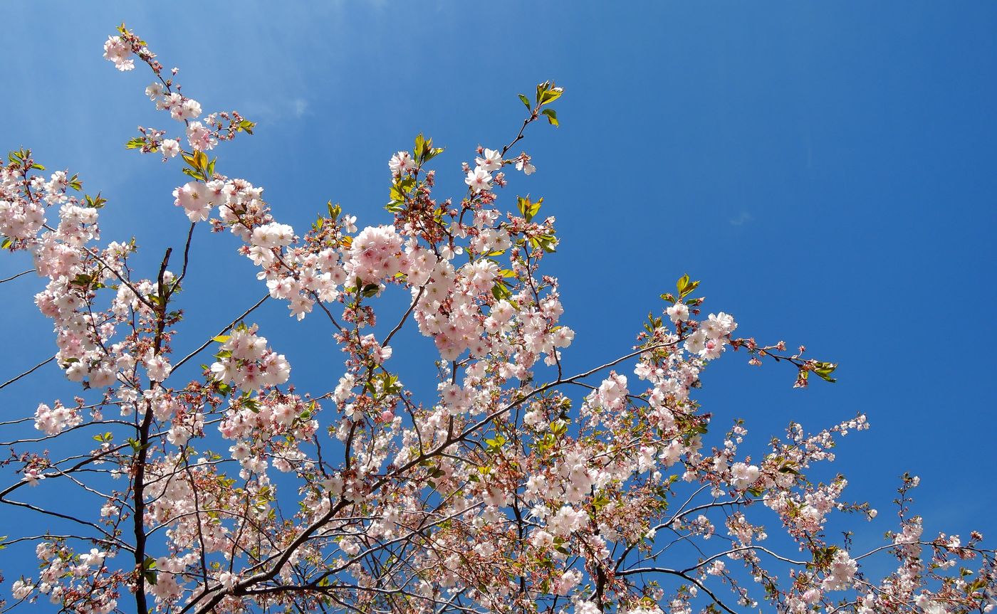 Изображение особи Prunus serrulata.