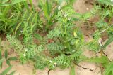 Astragalus guttatus