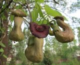 Aristolochia manshuriensis