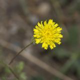 Crepis setosa. Соцветие. Крым, Бахчисарайский р-н, пос. Голубинка, обочина дороги. 19.06.2017.