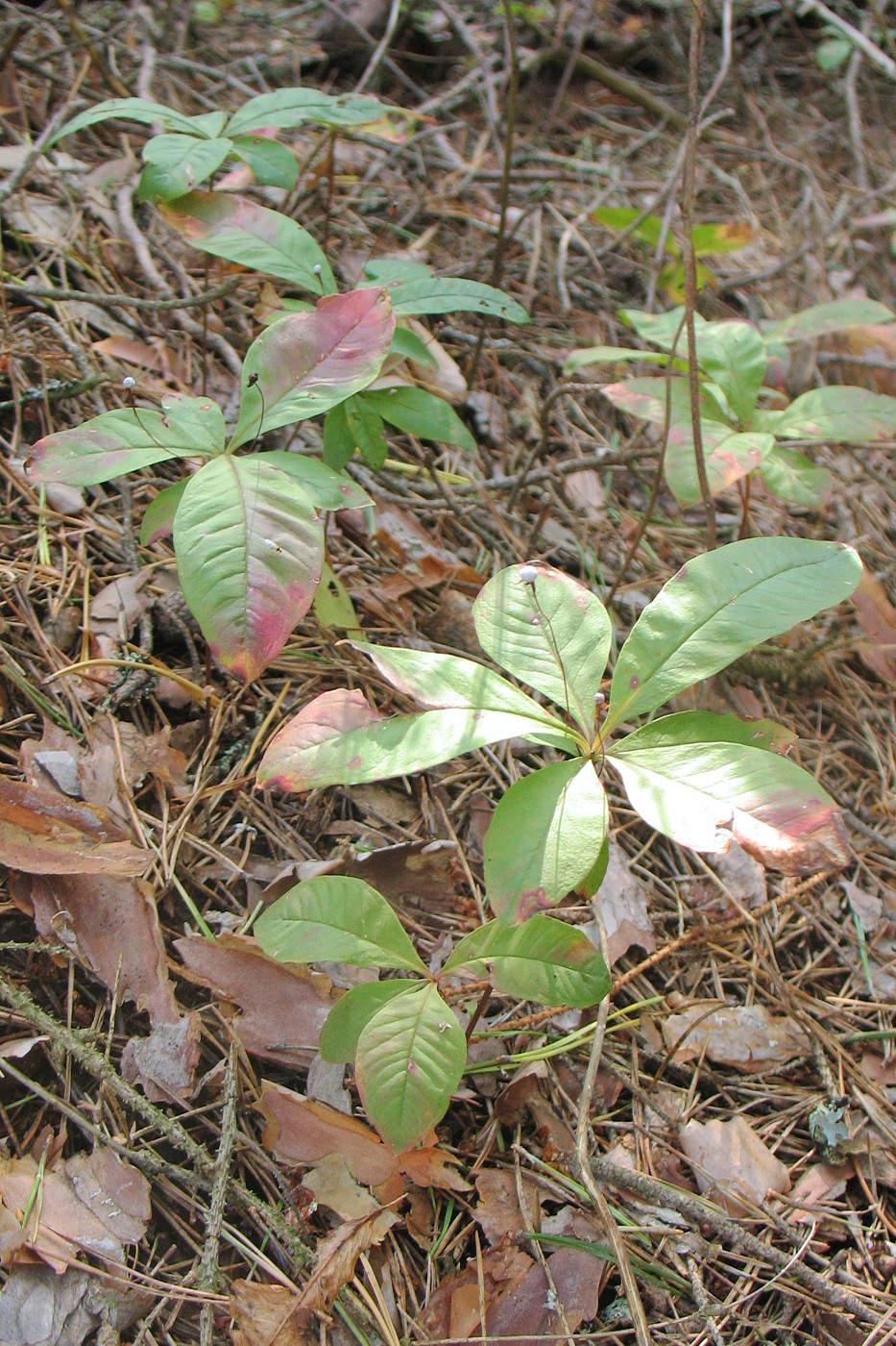 Изображение особи Trientalis europaea.