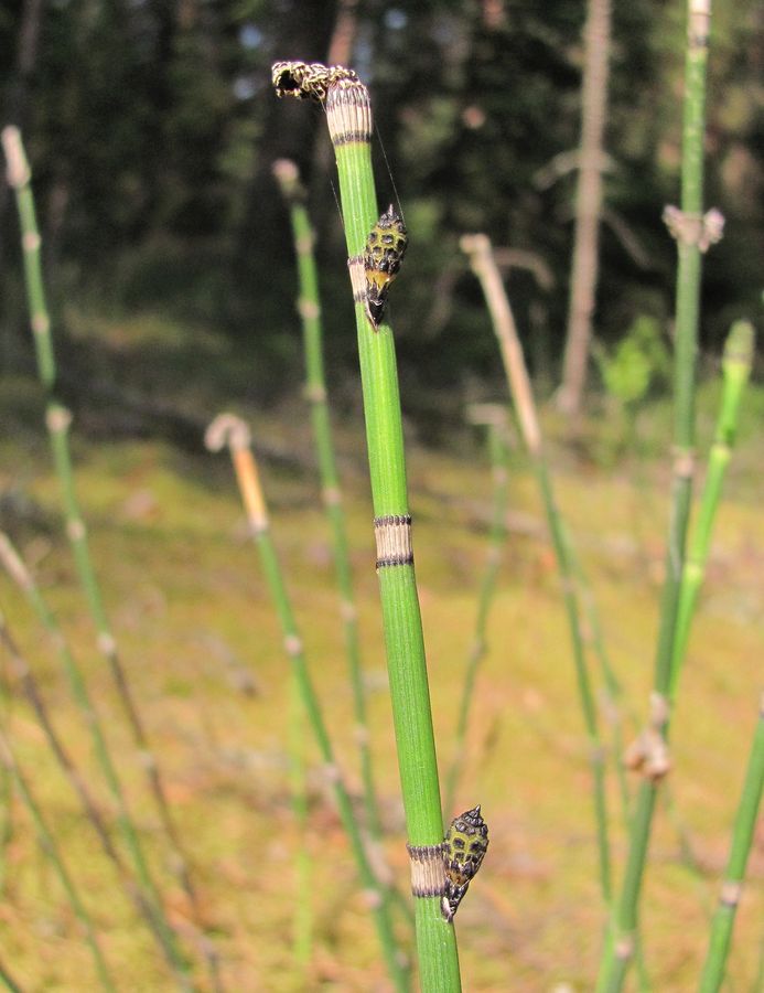 Изображение особи Equisetum hyemale.