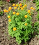 Trollius asiaticus. Цветущие растения. Подмосковье, г. Одинцово, в культуре. Май 2020 г.