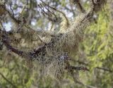 Evernia mesomorpha