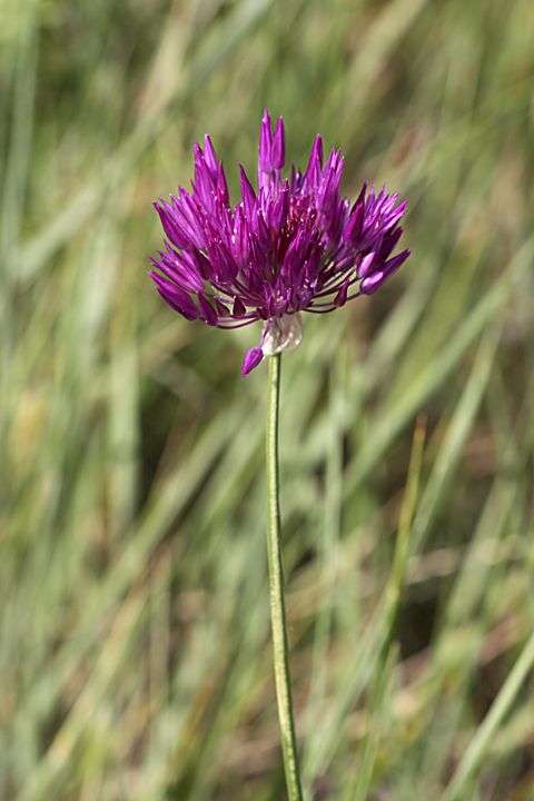 Image of Allium barsczewskii specimen.