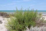 Artemisia arenaria