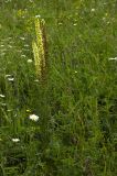 Pedicularis incarnata. Цветущее и плодоносящее растание на лугу в низкогорьях. Республика Алтай, Шебалинский р-н. 02.07.2010.