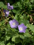 Campanula carpatica. Верхушка цветущего растения. Восточно-Казахстанская обл., Глубоковский р-н, окр. с. Кожохово. В культуре. 25.08.2010.