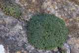 Saxifraga alberti. Вегетирующие растения на отвесной скале. Узбекистан, Ташкентская обл., Пскемский хр., ущелье Бадаксай, около 2000 м н.у.м. 20.07.2022.