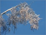 Betula pendula