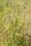 Peucedanum ruthenicum. Верхушка цветущего растения, посещаемого множеством различных перепончатокрылых и двукрылых насекомых для сбора нектара. ДНР, Донецк, Донецкое море, северный берег, степь. 26.08.2019.