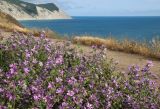 Malva sylvestris. Куртина цветущих растений. Краснодарский край, Анапский муниципалитет, г. Анапа, р-н Горгиппия Морская, высокий берег, кромка приморского обрыва. 01.06.2021.