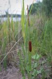 род Typha. Верхушка плодоносящего растения. Пермский край, Оханский р-н, Тулумбаихинское сельское поселение, Кунчурихинский бор, песчаный берег. 16.07.2023.