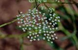 Falcaria vulgaris. Соцветие. Оренбургская обл., Гайский гор. округ, Губерлинские горы, каменистый сухой склон. 03.07.2023.