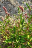 Persicaria maculosa