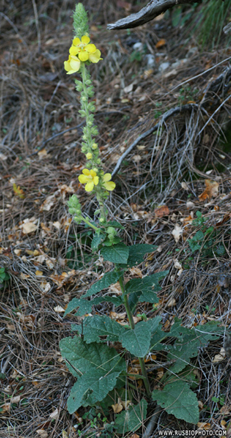 Изображение особи Verbascum phlomoides.