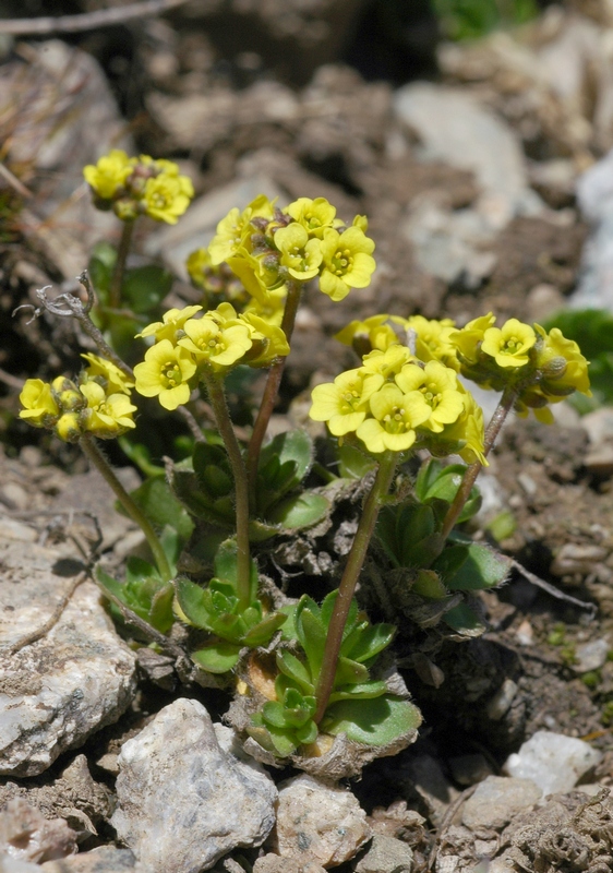 Изображение растения Draba oreades.