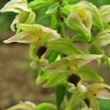 Epipactis helleborine. Цветки. Украина, Донецкая обл., Славянский р-н, окр. г. Святогорск, \"Горы Артема\". 11.07.2011.