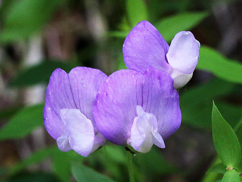 Изображение особи Lathyrus laxiflorus.