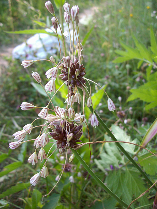 Изображение особи Allium oleraceum.