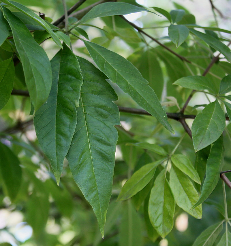 Изображение особи Vitex agnus-castus.