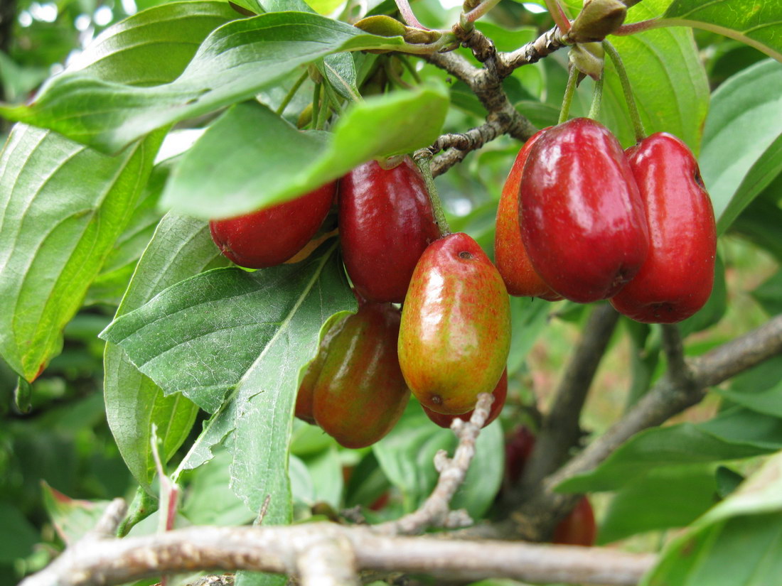 Изображение особи Cornus mas.