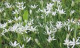 Ornithogalum woronowii. Цветущие растения. Черноморское побережье Кавказа, Новороссийск, у мыса Шесхарис, шибляк. 13 апреля 2013 г.