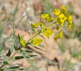 род Euphorbia. Верхушка цветущего растения. Армения, Вайоц Дзор, окр. монастыря Спитакавор. 02.05.2013.