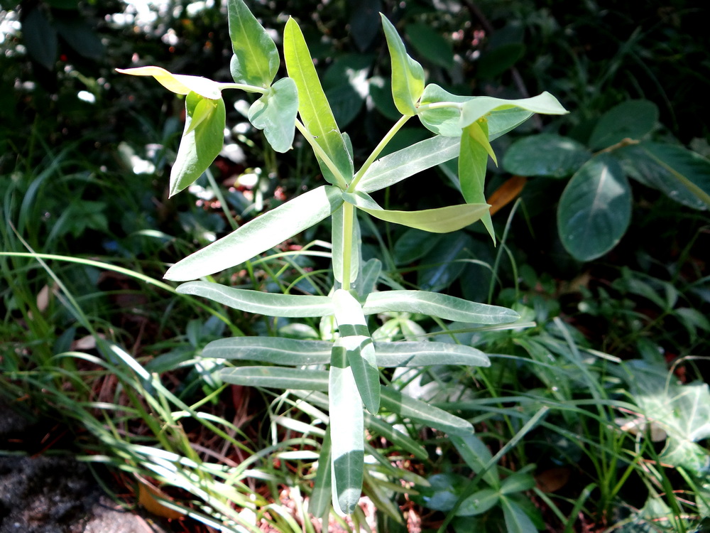 Изображение особи Euphorbia lathyris.