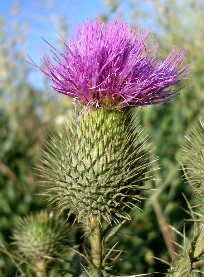 Изображение особи Cirsium vulgare.