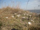 Crocus reticulatus