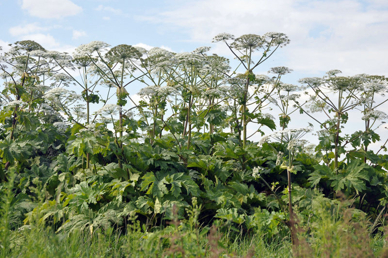 Изображение особи Heracleum sosnowskyi.