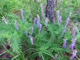 Vicia tenuifolia