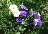 Eustoma grandiflorum