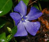 Vinca minor