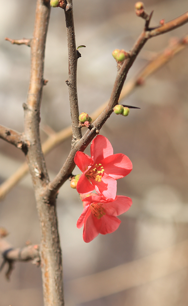 Изображение особи Chaenomeles speciosa.