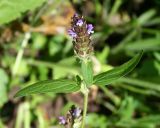 Prunella vulgaris