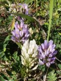 Astragalus marinus. Соцветия. Приморье, окр. г. Находка, приморский песчаный пляж. 28.05.2016.