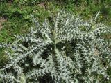 Cirsium cephalotes