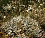 Cerastium biebersteinii