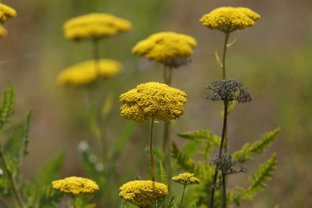 Изображение особи Achillea filipendulina.