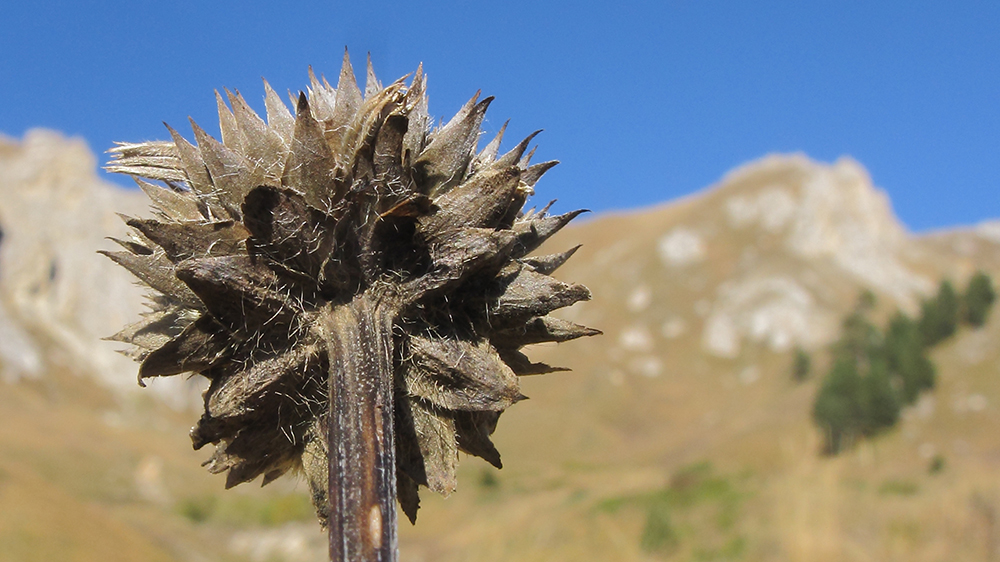 Изображение особи Cephalaria gigantea.