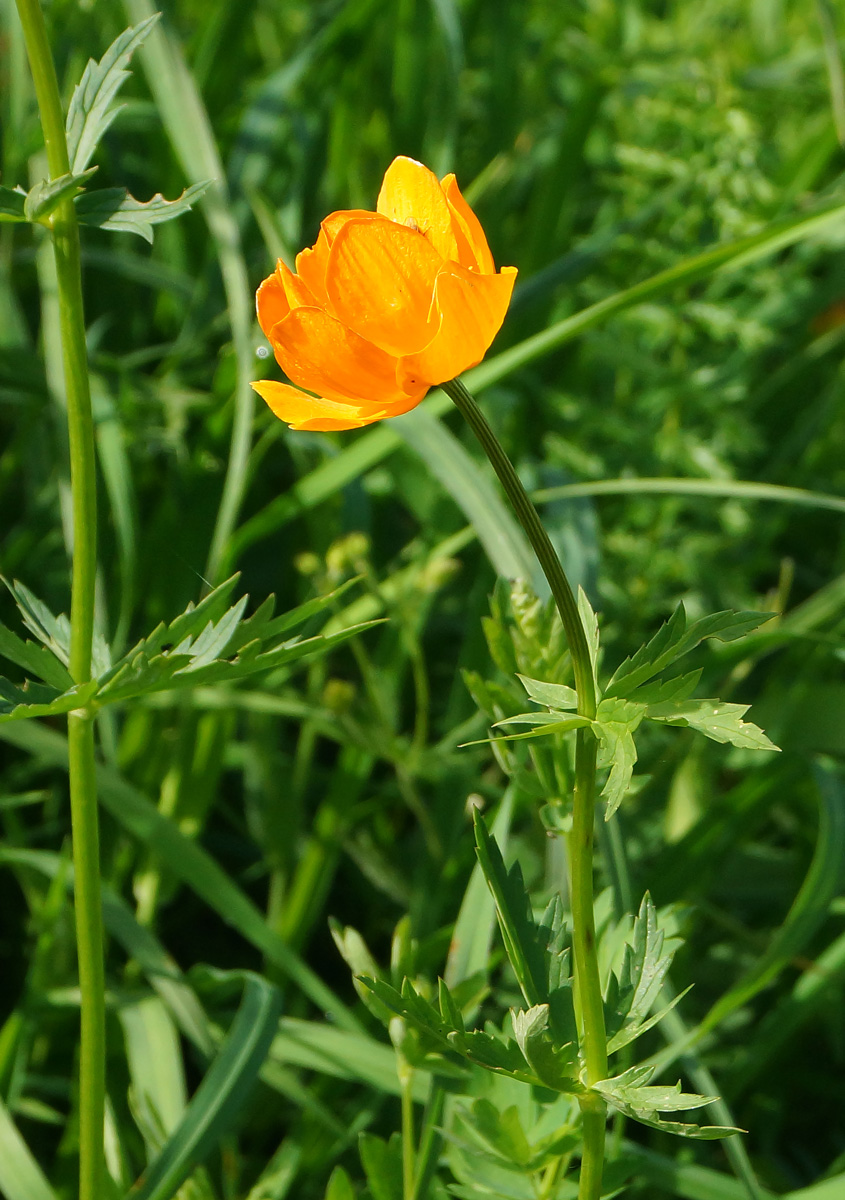 Изображение особи Trollius altaicus.